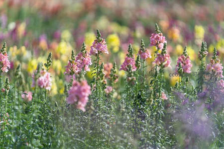 粉嫩金鱼草在微风中摇曳生姿