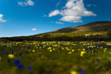 山野间蓝黄野花点缀青翠草地