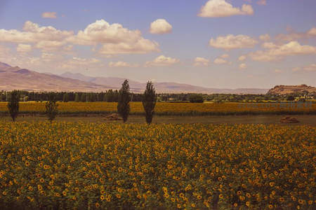 向日葵花海与远山蓝天相映