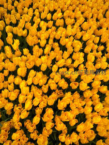 俯瞰金色郁金香花海如织锦