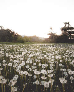 夕阳下蒲公英绒球随风摇曳