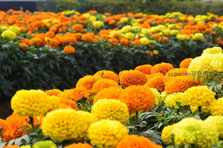 橙黄万寿菊绽放田野，生机盎然