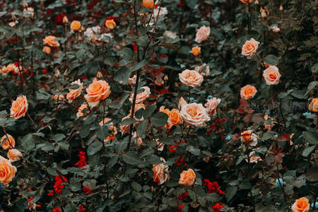 橙粉玫瑰在绿叶间温柔盛放