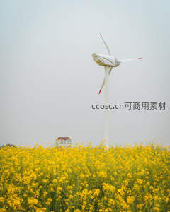 风车矗立油菜花田静谧田园