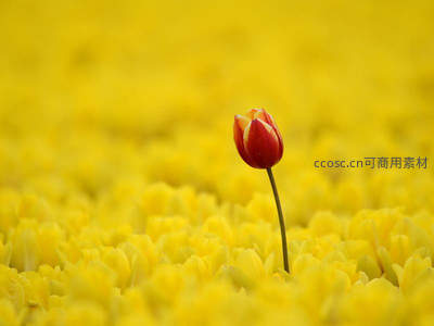 单朵红郁金香傲立黄色花海