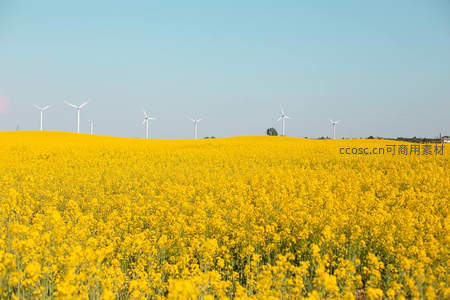 风车矗立金黄花海，清洁能源与田园诗画