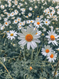 白色雏菊在绿叶间绽放，清新自然