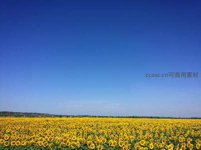 无垠向日葵花海沐浴在蔚蓝晴空下