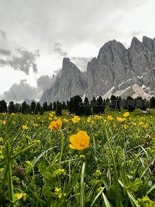 高山脚下野花盛放，云雾缭绕如仙境