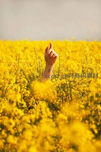 油菜花海中伸出的手，指向远方