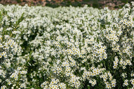 洁白小花铺满山野，清新脱俗