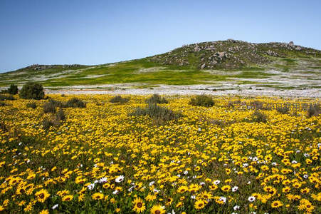 漫山遍野黄花盛放，远山如黛