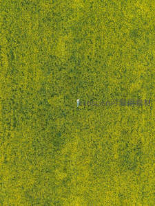 航拍视角下的油菜花田人影