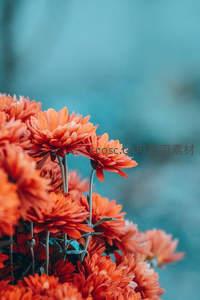 橙色菊花特写与蓝调背景