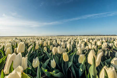 无垠白色郁金香花海在晴空下绽放