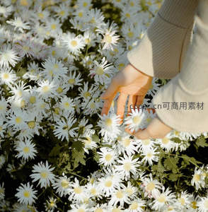 温柔手触雏菊，春日花海里的静谧时光