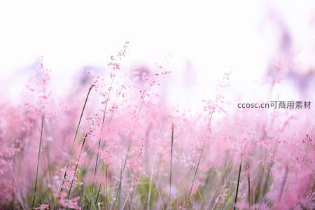 梦幻粉红草丛在晨光中轻舞