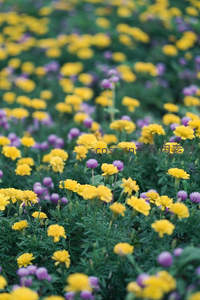 黄紫花海交织成春日地毯