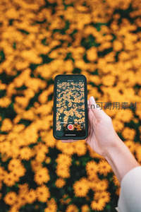手机镜头下的金色花海世界