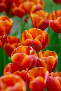 橙红郁金香绽放春日花园