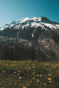 雪山脚下野花点缀草原