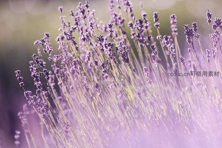 梦幻薰衣草微距特写