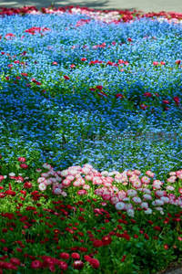 蓝粉花海色彩斑斓如画