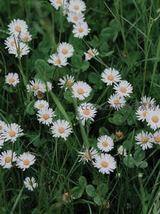 绿野丛中的雏菊绽放