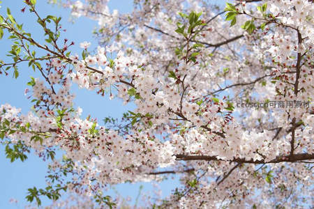 蓝天映衬下的樱花盛放