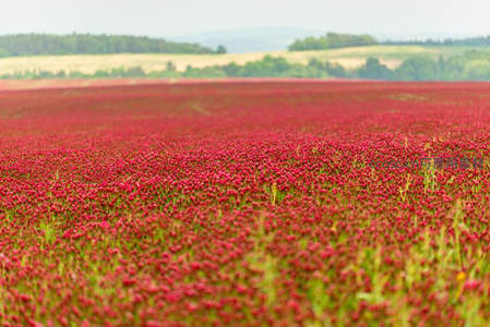 漫山遍野的红色花海