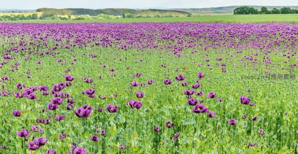 紫色罂粟花海如梦似幻