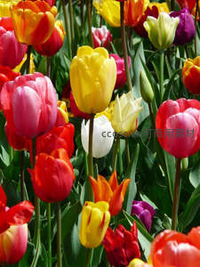 特写郁金香，花瓣娇嫩色彩明艳