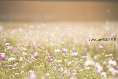 阳光洒落的波斯菊花海，温柔而梦幻