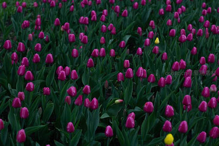 暮色中紫郁金香花海静美