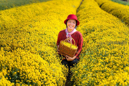 笑颜女子置身金菊花海采撷