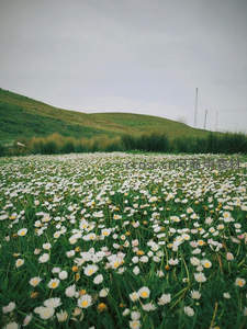 山坡花海，云下雏菊漫野