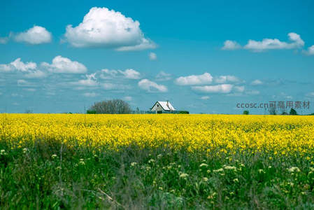 金黄油菜花海中的孤寂小屋