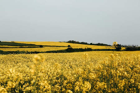 层叠梯田油菜花如金色波浪