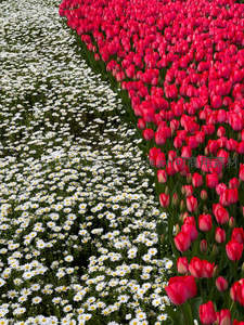 红白花海撞色如艺术画布