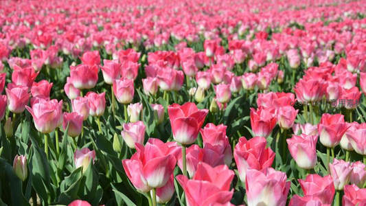粉色郁金香花田如海洋般无边无际