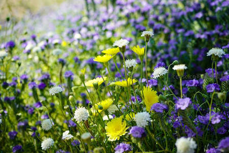 紫黄野花交织成斑斓的春日地毯