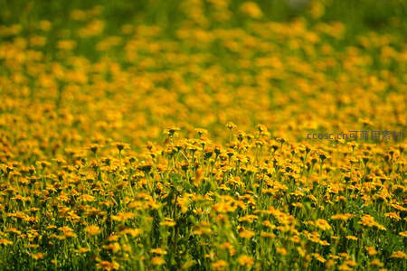 金色野菊花海随风摇曳如波浪起伏