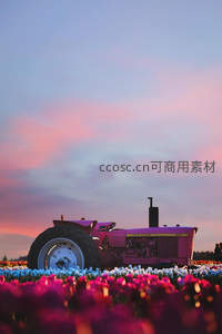 粉色拖拉机停驻花田，暮色温柔