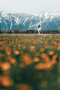 女子漫步花海，远眺雪山壮丽