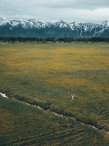 航拍视角下，一人拥抱金色花原