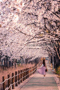 樱花隧道下，少女轻盈漫步