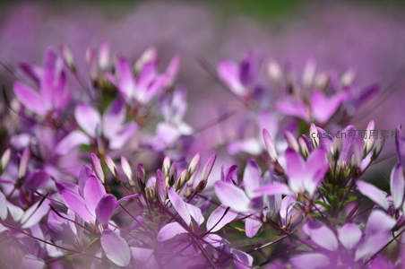 紫色花海微距特写，柔美梦幻