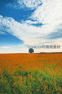 橙色花海中孤树点缀蓝天白云