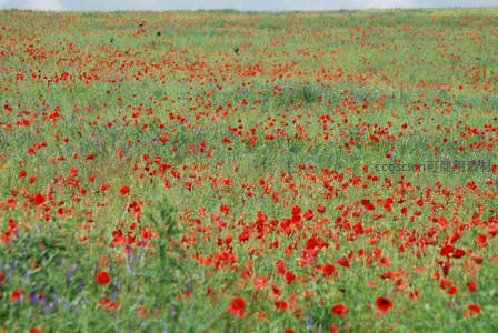 广阔田野上红罂粟花随风摇曳