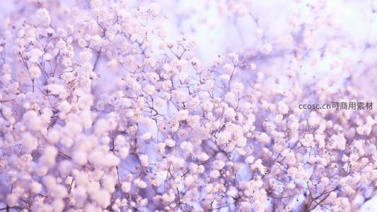 满天星如雪般铺展，梦幻柔光营造浪漫氛围